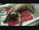 バンザイ子猫のハナクソを取ります