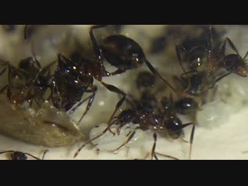 【小さな世界】アリの巣の中　オオズアリ　アリ観察日記【小さな奇跡】