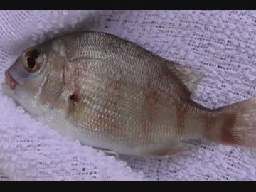 釣り動画ロマンを求めて　69釣目（葉山港）