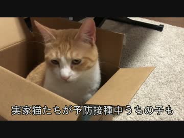 突然ですが実家に帰らせていただきます【さらば猫たち】