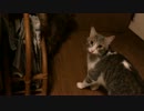 元捨て猫と拾い主の再会！果たして覚えているのか…！　