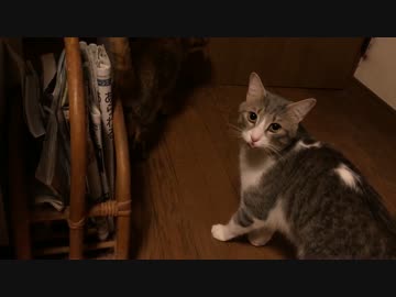 元捨て猫と拾い主の再会！果たして覚えているのか…！　