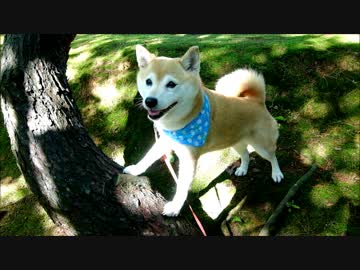 笑顔でモデルポーズを連発する柴犬いちご