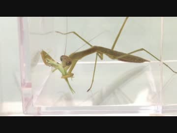 蟻戦争＃151 舞台解体＆カマキリの狩り！編