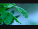 【メアリと魔法の花】RAIN／sekai no owari【雨恩】