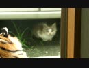 子猫訪問