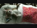 お布団でスヤぁ・・・な猫様
