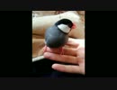 【桜文鳥】服の中で憩う文鳥