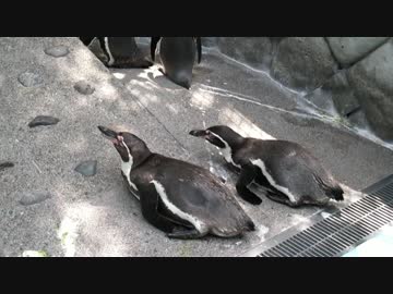 あまねちゃんの換羽（フンボルトペンギン　2017.07.09）