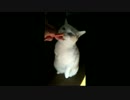 立ってまで必死に食う片手ねこ　ちろ