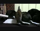 こんしゅうのおやつ【蒼民家の猫々】