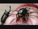 ホモと学ぶ、カブトムシと交尾したYoutubｒ