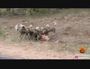 【捕食】野生のリカオンがインパラを狩る【グロ注意】