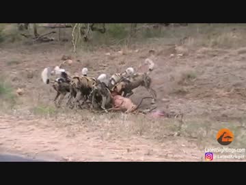 【捕食】野生のリカオンがインパラを狩る【グロ注意】