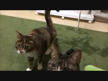 【こげつく】おやつの時間