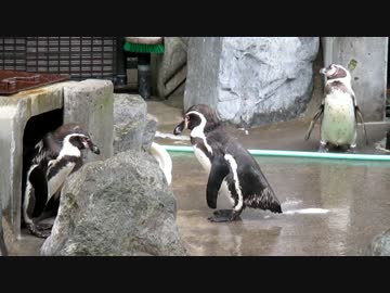 ペンギン三角関係（フンボルトペンギン　2017.07.16）