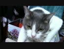 こんげつのたいじゅうそくてい【蒼民家の猫々】