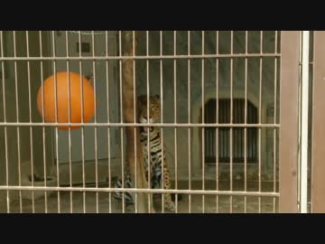 ジャガーちゃんボールあそび