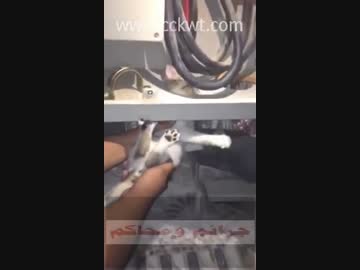 レスキューキャット！