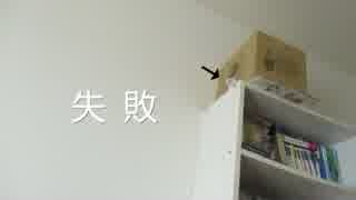 【文鳥】穂運びに挑戦してみた