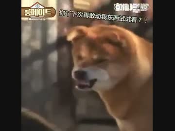 ホモと学ぶ動物の社会階層.Dogking