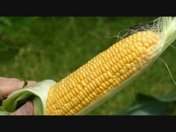 トウモロコシ祭りしてみた！2017夏【キッチン・ガーデン #5】