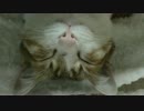 牙チラがかわいい猫アイちゃん