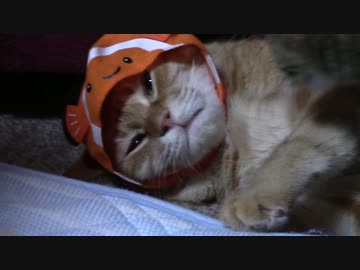 拾いねこ＠生後1852/1819日目　くまのみアコツキ。