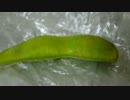 食品異物混入　虫入り枝豆
