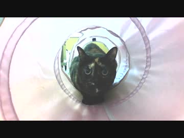 やる気の無い007 あずき