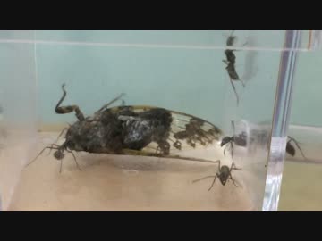 蟻戦争＃153 アリはセミを食べる？編