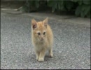 「ウシシ先生と観る世界ネコ歩き　」part4　ウシシ（生放送主）