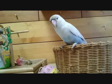 可愛いお尻でも眺めていかないか？