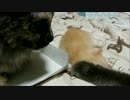 【猫丸一家】ちゃちゃまる日記１４