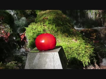 ポークシチュー