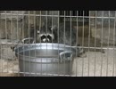 アライさん「おうちの模様替えをしたのだ」　東山動植物園