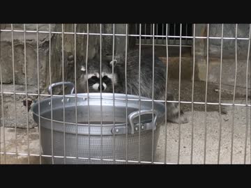 アライさん「おうちの模様替えをしたのだ」　東山動植物園