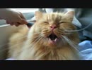 猫の背中を撫でてたら突然口が開いた！