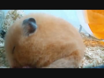 睡魔と戦いながら毛づくろいするキンクマハムスター 頬袋 を伸ばしてお手入れする姿に かわいい の声