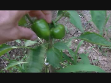 【自宅の畑で野菜を作ってみる】　その２