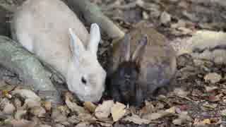 【R25】5泊6日でツーリングに行ってみた Part3【四国・中国・近畿】