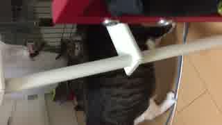 激しい！超高速猫パンチ炸裂！！
