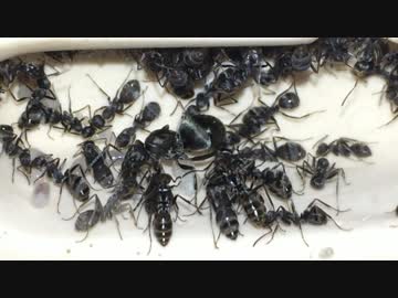 蟻戦争＃154 クロヤマアリの引っ越し＆アリはお酒を飲む？編