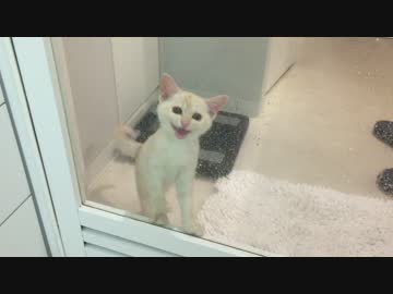 お風呂場に入りたいと泣き喚く子猫