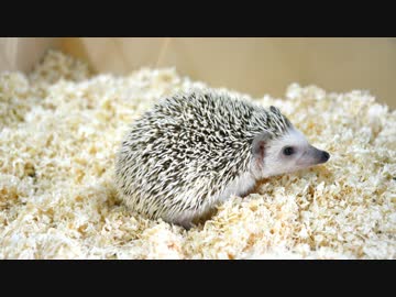 ハリ活.vol 7 ~大きくなったよ♪~