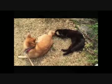 柴犬の猫じゃらしっぽ～ぷーま全編ドゾつ