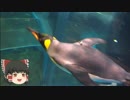 ゆっくりれいむのアクア放浪記　#28　市立しものせき水族館 海響館