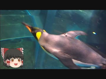 ゆっくりれいむのアクア放浪記　#28　市立しものせき水族館 海響館