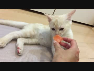 猫にスイカを食べさせてみた！