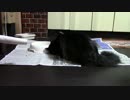 こんしゅうのおやつ【蒼民家の猫々】